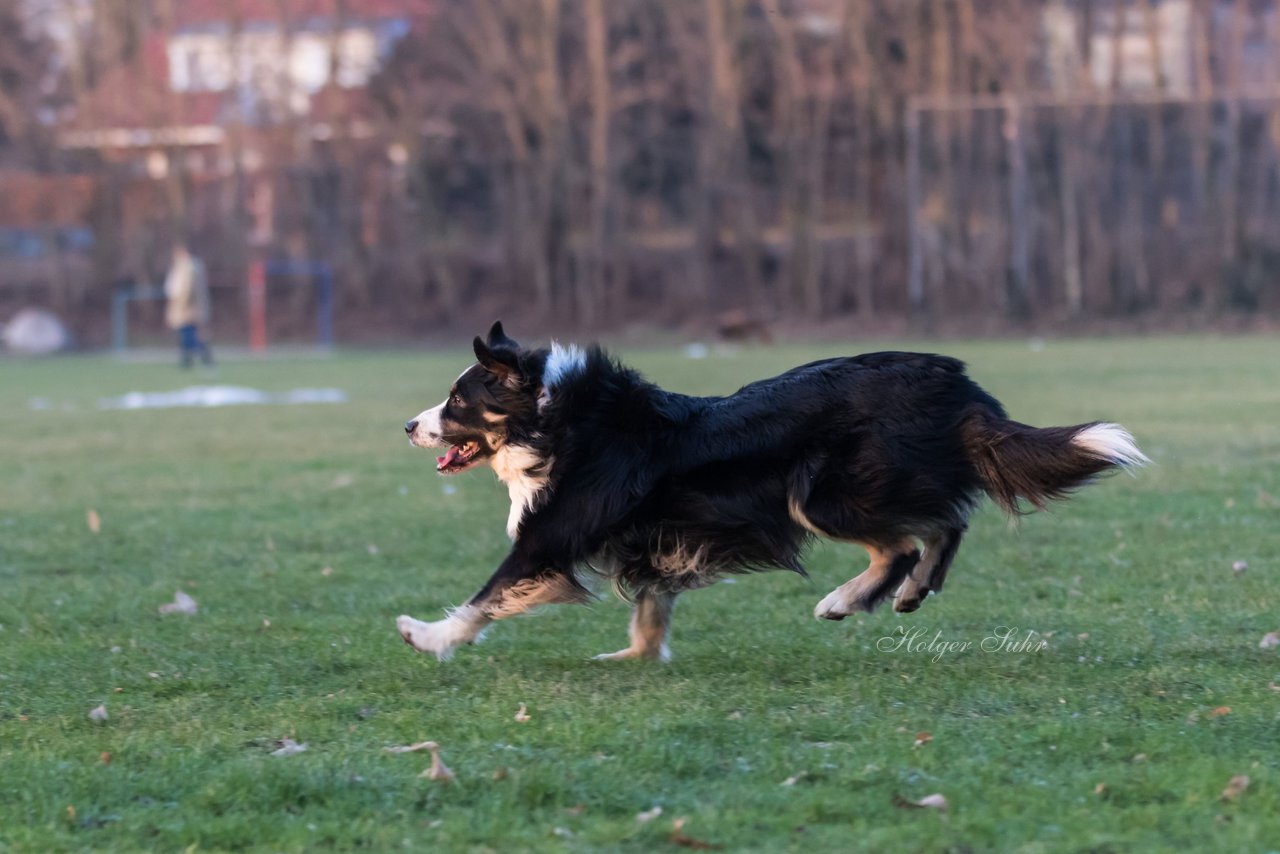 Bild 22 - Hundeshooting